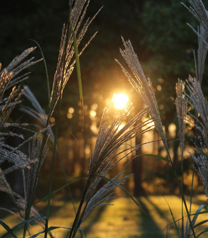 Canopée des landes